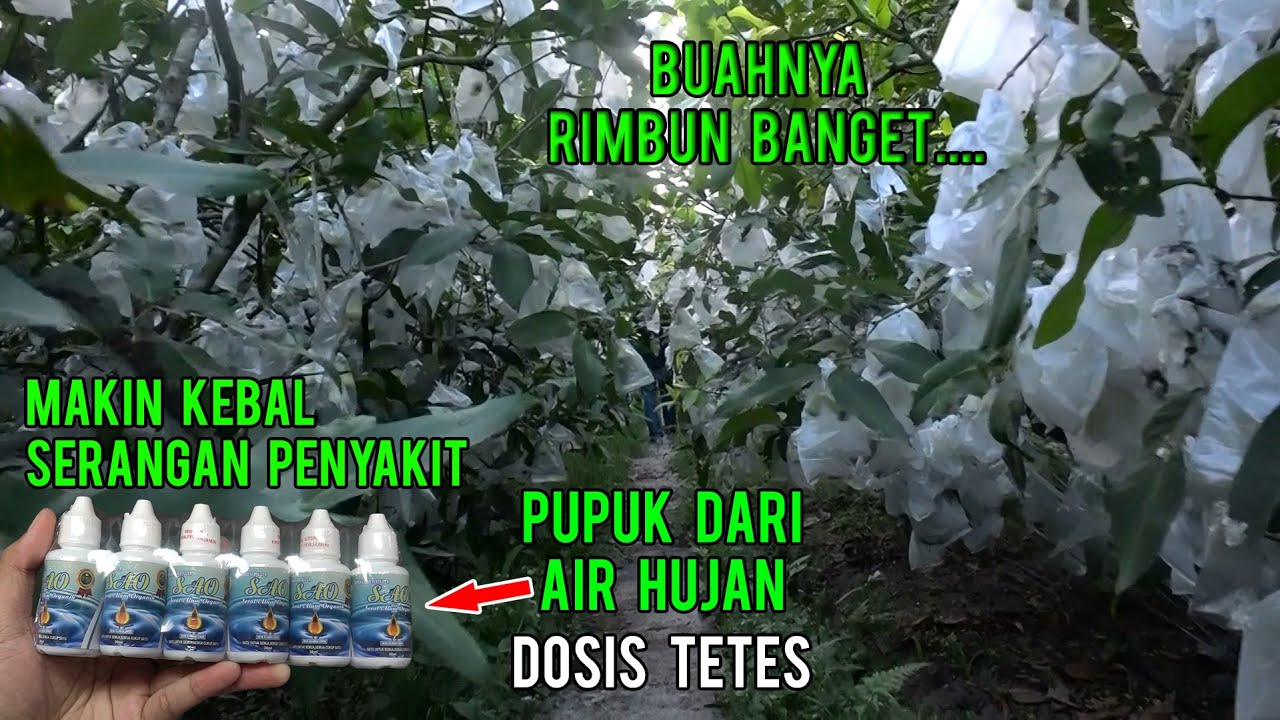 Pupuk Organik Terbuat Dari Air Hujan | Beda Dengan Yang Lain