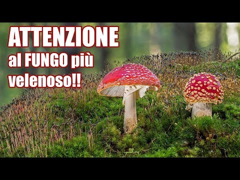 Come riconoscere tra
