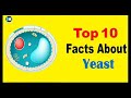 Yeast  facts