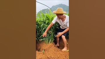 The right way to extract ginger