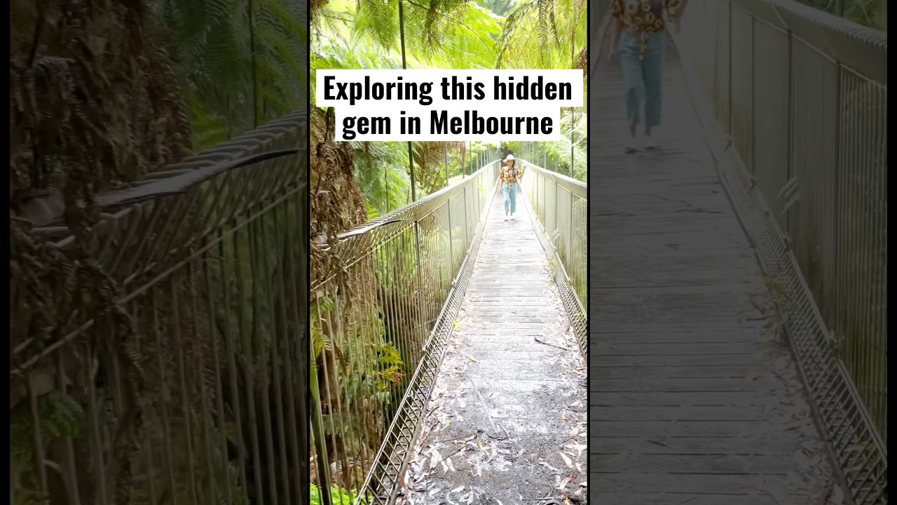 A hidden gem in Melbourne: Tarra Bulga national park 