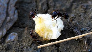 Муравьи исчезли, мощное народное средство, за 1 раз избавит от муравьев и тли, копеечный способ
