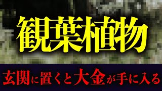 財産を築ける！〇〇の形の観葉植物を置いてください