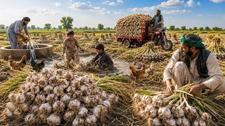 Garlic Harvest & Traditional Village Cooking | Family Adventure | Garlic Sauce