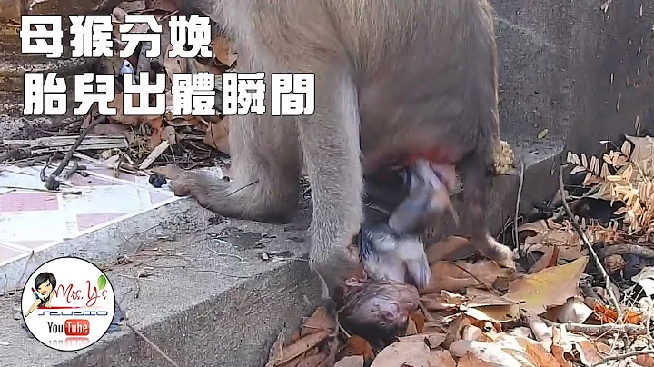 實錄一隻母猴分娩、蹂躪、虐殺親生骨肉的整個過程(#19) - 天天要聞
