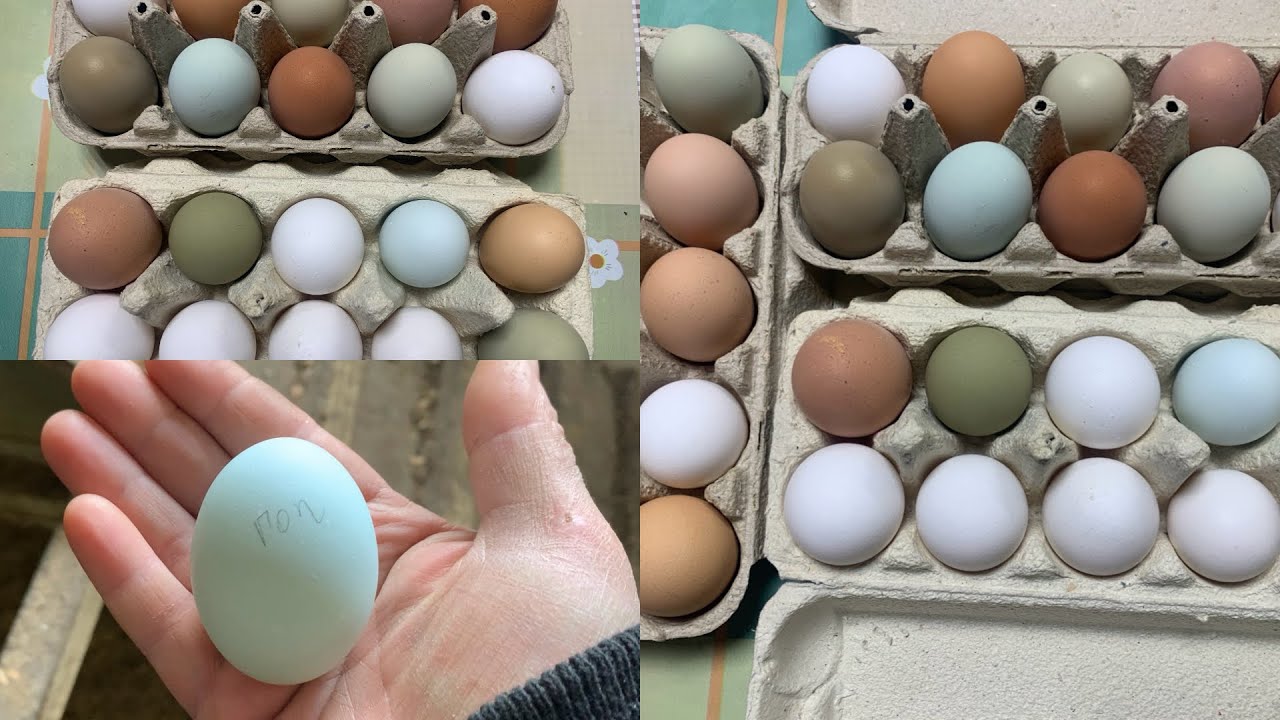 Собираю куриное яйцо на инкубацию-для подписчика!!!🥚🪺🥚
