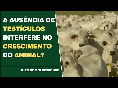 22/04/2022 - A AUSÊNCIA DE TESTÍCULOS INTERFERE NO CRESCIMENTO DO ANIMAL?