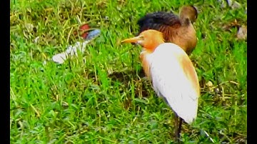 Lesser Whistling-duck - A wonderful pose Video
