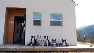 5 People Went to the Rich Doggos' House. Border Collies Present You a Perfect Healing,