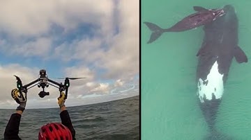 Drone cameras capture rare white southern right whale calf