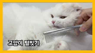 고양이 털 빗질하기 by 써니포캣 sunny4cats 140 views 2 years ago 4 minutes, 41 seconds