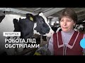 «Ми граємо в цю рулетку». Як працює ферма під обстрілами на кордоні Сумщини