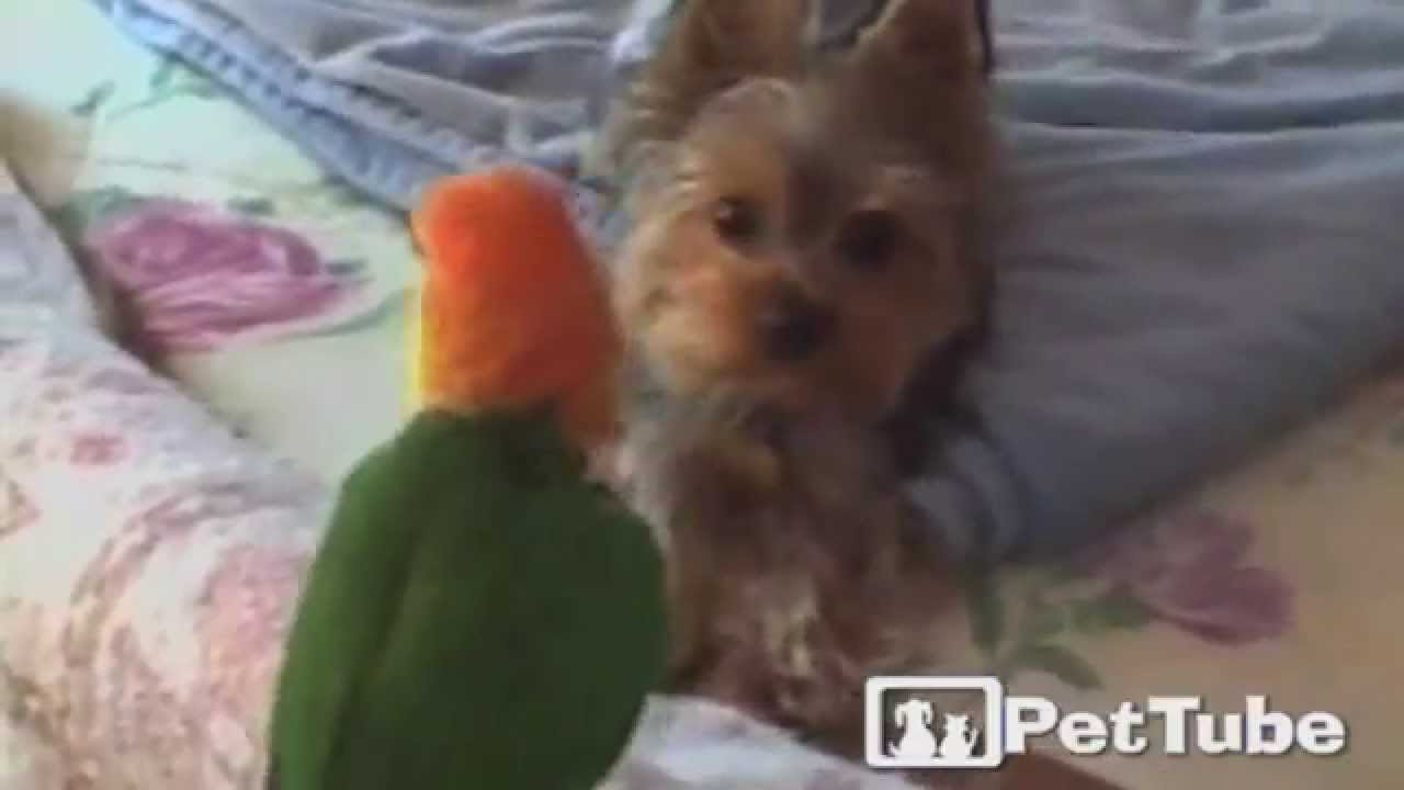 cute cats for sale EPIC Parrot vs. Terrier Battle - PetTube