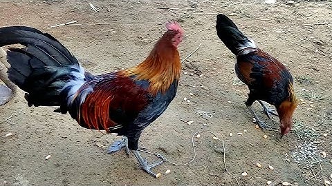 me nyuam qaib qug zoo nkauj heev / xem vui mái em gà tơ cực đẹp