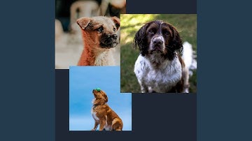 Pulsating Backdrops for Puppy Safe Spaces