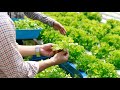 HYDRO FARMING ( Lettuce Farm)