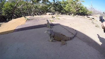 Iguanas at St Maarten
