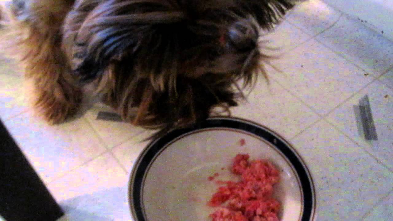 yorkie gets excited for her raw food 
