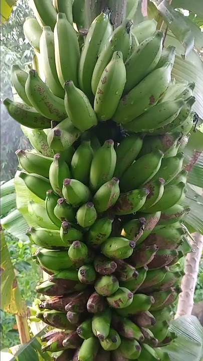 Unboking Pisang Raja Madu #trending #tiktok