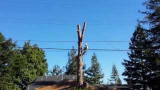 Removing my huge pine tree part 3: shortening trunk