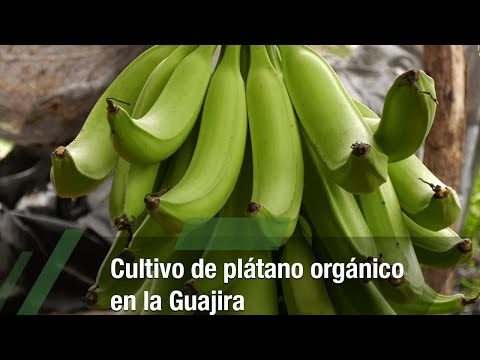 Video: Cultivo de hierbas de plátano: aprenda a identificar hierbas de plátano para jardinería