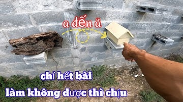 hướng dẫn cách bắt ong và nuôi ong dú không bị thất thoát bầy và chống kiến cho ong