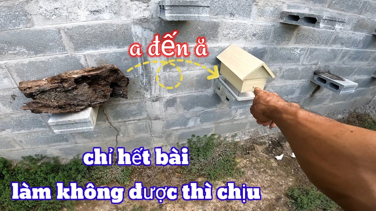 hướng dẫn cách bắt ong và nuôi ong dú không bị thất thoát bầy và chống kiến cho ong