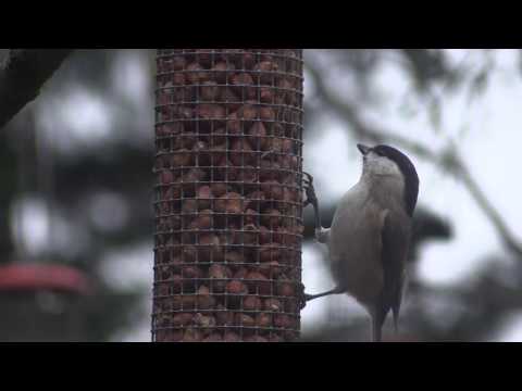Norfolk Wildlife - Willow Tit