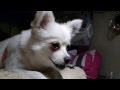 くれと叫ぶ犬 in car