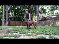 Chesapeake Bay Retriever Chesapeake Bay Retriever