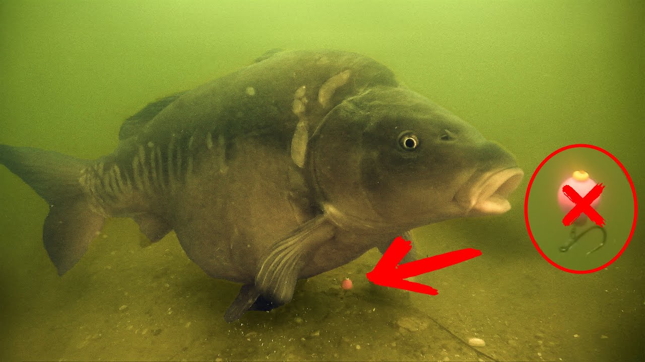 DON'T use Pop-Ups to catch carp in this situation