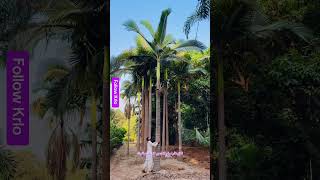 Alexandra palm 🌴 the most beautiful palm tree 🏝️ #viralshorts #garden #landscaping #outdoorplants