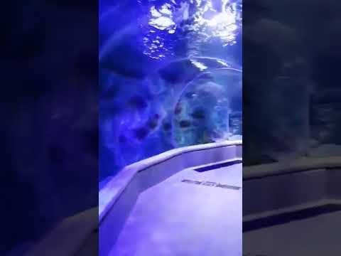 exploring  aquarium/underwater zoo/Aquarium/satisfying/shorts/