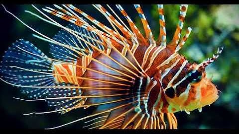 سورة الإسراء للقارئ الشيخ فارس عباد تلاوة خاشعة رائعة_HD جودة عالية - Surah Al-Israa fares abbad