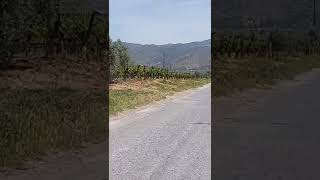 Üzüm Bağları Yolu