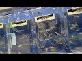Why Study Fish? | Dr. Chris Sansam | OMRF