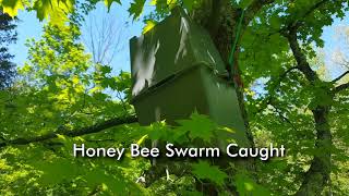 refuBees Swarm Trap™ -  Scouts vs Swarm