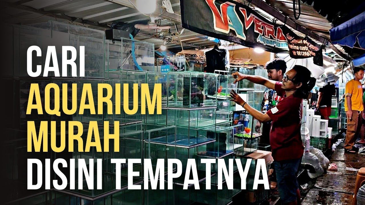 CARI AQUARIUM MURAH !!! DISINI TEMPATNYA || UPDATE HARGA AQUARIUM DI PASAR IKAN HIAS JATINEGARA