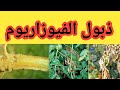 ذبول الفيوزاريوم أعراضه وطريقة الوقاية والعلاج