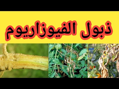 ذبول الفيوزاريوم أعراضه وطريقة الوقاية والعلاج