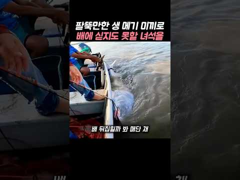 아마존 강에 팔팔한 메기 하나 담가뒀더니, 배에 실을 수도 없던… thumbnail