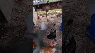 Famous Rooster's first crow Wealth