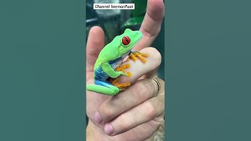 FAKTA UNIK TENTANG KATAK ! KAMU HARUS TAHU !