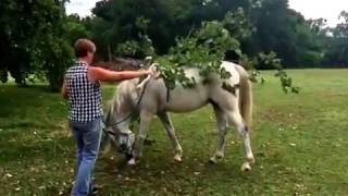 Kelly Masons Beautiful Horses