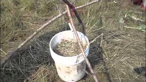 maggots for chicken feed