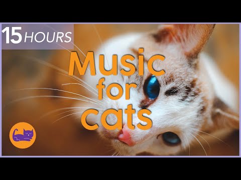 (NO ADS) 15 HOURS of Relaxing Cat Music - Instant Relaxation thumbnail