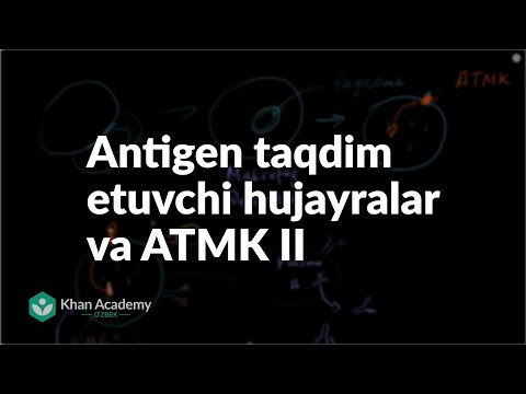 Antigen taqdim etuvchi hujayralar va ATMK II | Odam biologiyasi | Biologiya