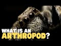 What is an arthropod  teach your kids about this curious group of animals