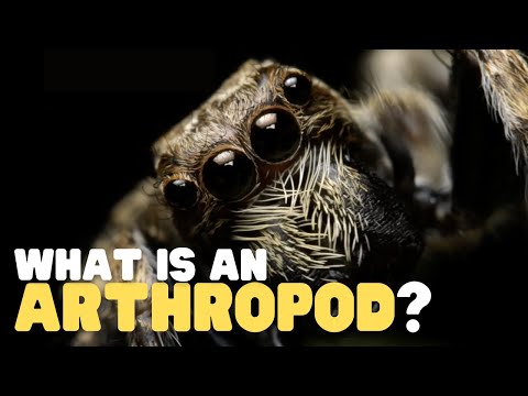 वीडियो: मनुष्यों के लिए आर्थ्रोपोड क्यों महत्वपूर्ण हैं?