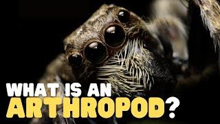 What Is an Arthropod? | Teach your kids about this curious group of animals